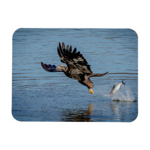 Onrijpe Bald Eagle die een vis laat vallen Magneet