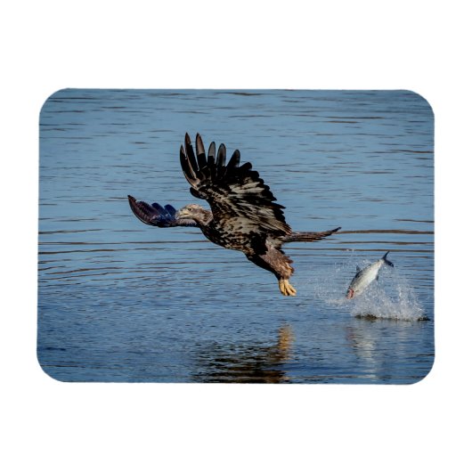 Onrijpe Bald Eagle die een vis laat vallen Magneet (Horizontaal)