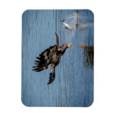 Onrijpe Bald Eagle die een vis laat vallen Magneet (Verticaal)