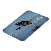 Onrijpe Bald Eagle die een vis laat vallen Magneet (Linkerzijde)