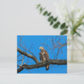 Onrijpe Bald Eagle in Peekskills, NY Briefkaart (Staand voorkant)