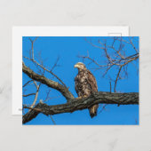 Onrijpe Bald Eagle in Peekskills, NY Briefkaart (Voorkant / Achterkant)