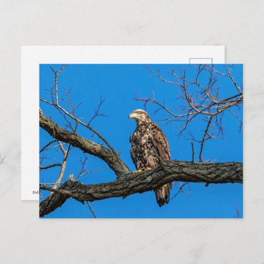 Onrijpe Bald Eagle in Peekskills, NY Briefkaart (Voorkant / Achterkant)