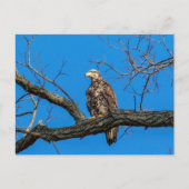 Onrijpe Bald Eagle in Peekskills, NY Briefkaart (Voorkant)