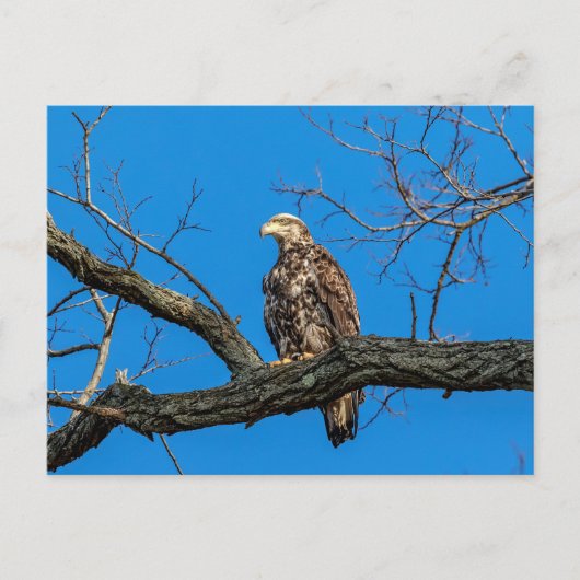 Onrijpe Bald Eagle in Peekskills, NY Briefkaart (Voorkant)