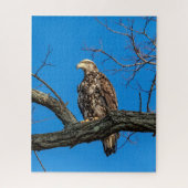 Onrijpe Bald Eagle in Peekskills, NY Legpuzzel (Verticaal)