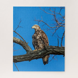 Onrijpe Bald Eagle in Peekskills, NY Legpuzzel
