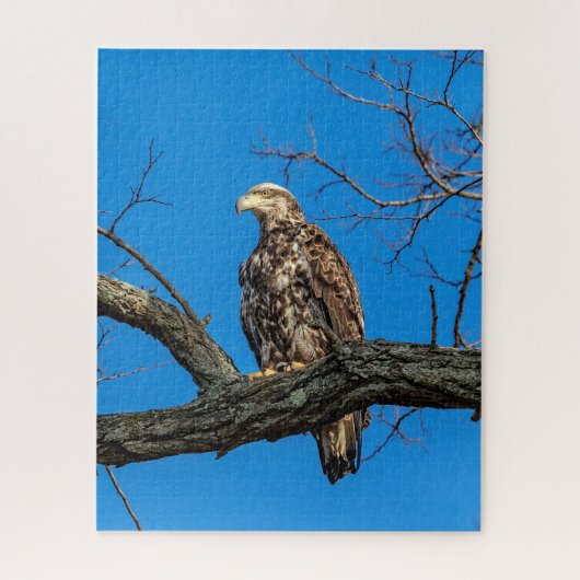 Onrijpe Bald Eagle in Peekskills, NY Legpuzzel (Verticaal)
