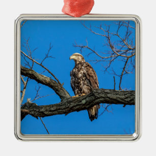 Onrijpe Bald Eagle in Peekskills, NY Metalen Ornament
