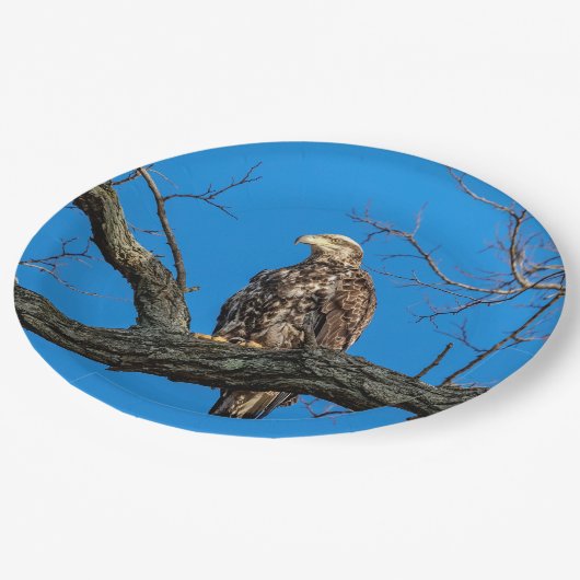 Onrijpe Bald Eagle in Peekskills, NY Papieren Bordje (Gekanteld)