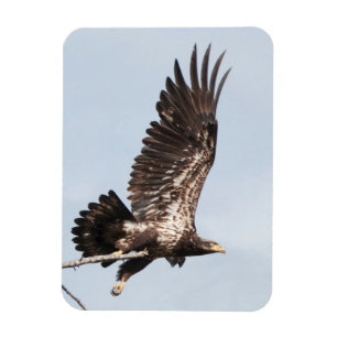 Onrijpe Bald Eagle in vlucht Magneet