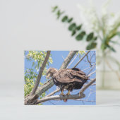 Onrijpe Bald Eagle met een Catfish Briefkaart (Staand voorkant)