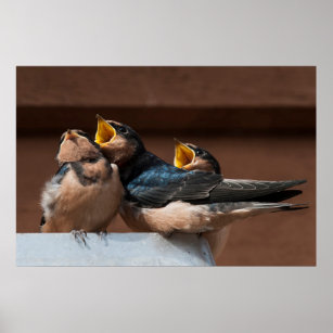 Onrijpe Barn Swallow (Hirundo Rustica) Poster