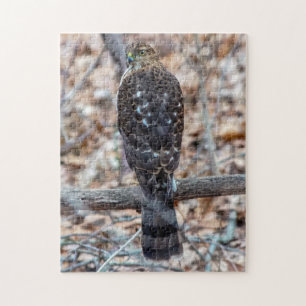 Onrijpe Cooper's Hawk Puzzle Legpuzzel