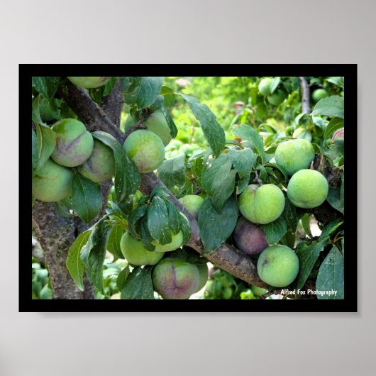 Onrijpe Paarse Pruimen Poster (Voorkant)
