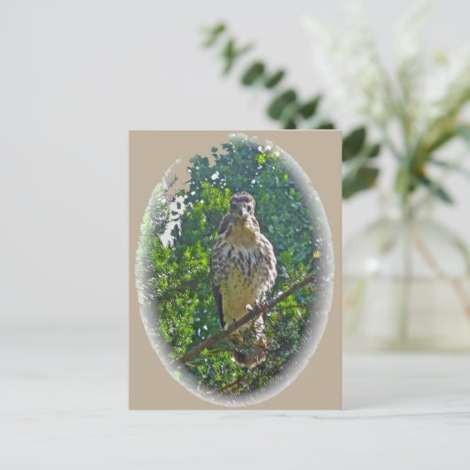 Onrijpe Red Tailed Hawk-coördinerende items Briefkaart (Staand voorkant)