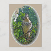 Onrijpe Red Tailed Hawk-coördinerende items Briefkaart (Voorkant)