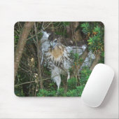 Onrijpe Red Tailed Hawk-coördinerende items Muismat (Met muis)