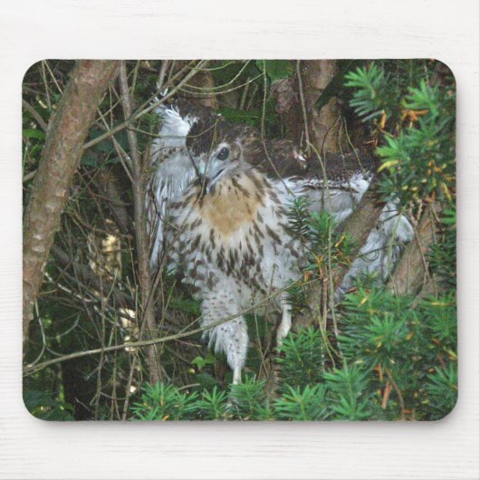 Onrijpe Red Tailed Hawk-coördinerende items Muismat (Voorkant)
