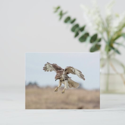 Onrijpe Rode Hawk Hovering Briefkaart (Staand voorkant)