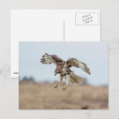 Onrijpe Rode Hawk Hovering Briefkaart (Voorkant / Achterkant)