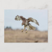 Onrijpe Rode Hawk Hovering Briefkaart (Voorkant)