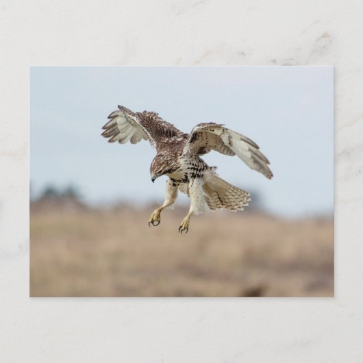 Onrijpe Rode Hawk Hovering Briefkaart (Voorkant)