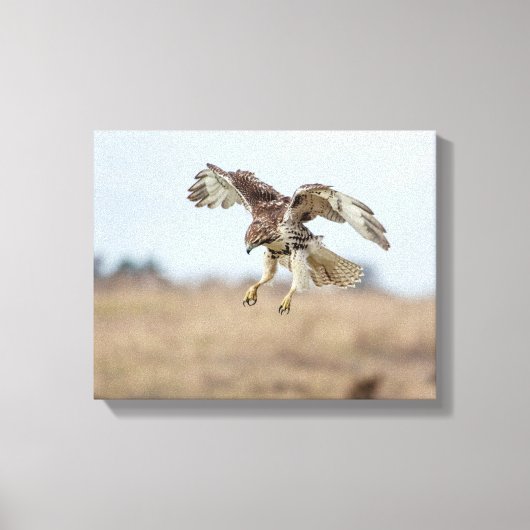 Onrijpe Rode Hawk Hovering Canvas Afdruk (Voorkant)