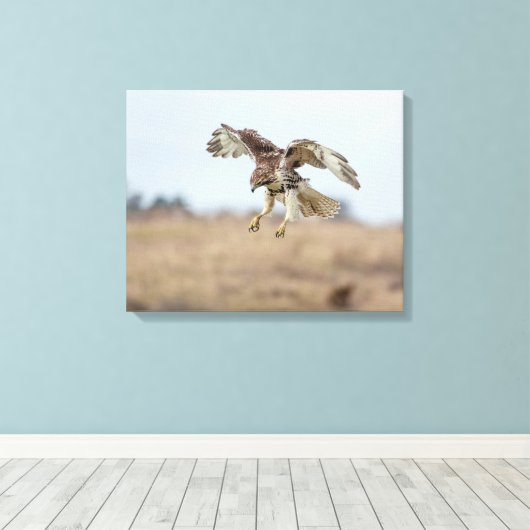 Onrijpe Rode Hawk Hovering Canvas Afdruk (Insitu (Houten vloer))