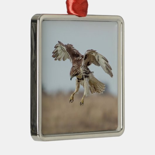 Onrijpe Rode Hawk Hovering Metalen Ornament (Rechts)