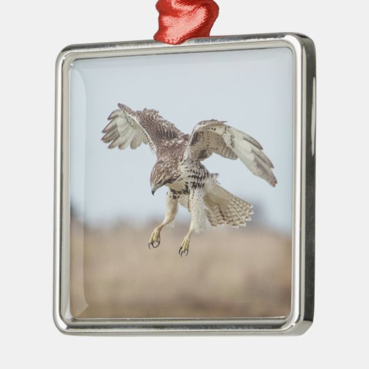 Onrijpe Rode Hawk Hovering Metalen Ornament (Links)