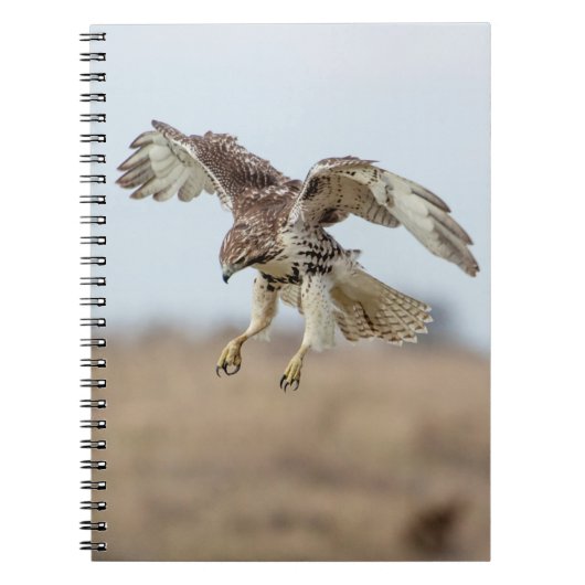 Onrijpe Rode Hawk Hovering Notitieboek (Voorkant)
