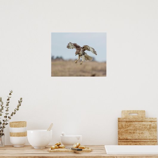 Onrijpe Rode Hawk Hovering Poster (Keuken)