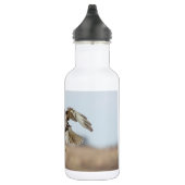 Onrijpe Rode Hawk Hovering Waterfles (Rechts)