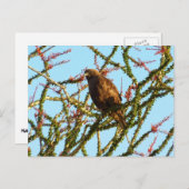 Onrijpe Rode Hawk in de Struik van Ocotillo Briefkaart (Voorkant / Achterkant)