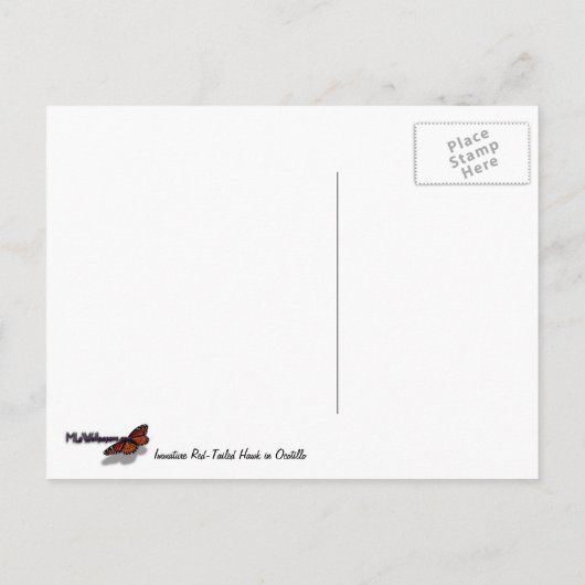 Onrijpe Rode Hawk in de Struik van Ocotillo Briefkaart (Achterkant)