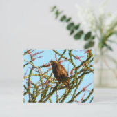 Onrijpe Rode Hawk in de Struik van Ocotillo Briefkaart (Staand voorkant)