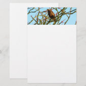 Onrijpe Rode Hawk in de Struik van Ocotillo Briefpapier (Voorkant / Achterkant)