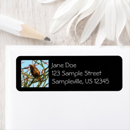 Onrijpe Rode Hawk in de Struik van Ocotillo Etiket (Insitu)