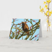 Onrijpe Rode Hawk in de Struik van Ocotillo Kaart (Gele Bloem)