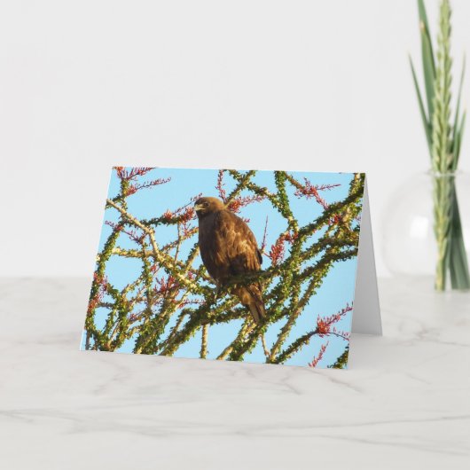 Onrijpe Rode Hawk in de Struik van Ocotillo Kaart (Voorkant)