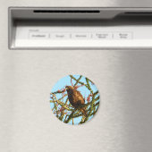 Onrijpe Rode Hawk in de Struik van Ocotillo Magneet (Insitu (Vaatwasser))