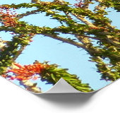 Onrijpe Rode Hawk in de Struik van Ocotillo Poster (Hoek)