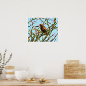 Onrijpe Rode Hawk in de Struik van Ocotillo Poster (Keuken)