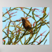Onrijpe Rode Hawk in de Struik van Ocotillo Poster (Voorkant)