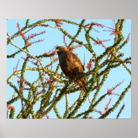 Onrijpe Rode Hawk in de Struik van Ocotillo Poster (Voorkant)