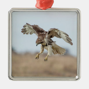 Onrijpe Rode Staart Havik die zweeft Metalen Ornament