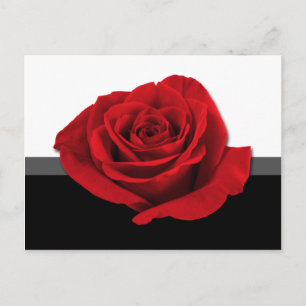 Ons Liefde Roos ~ briefkaart