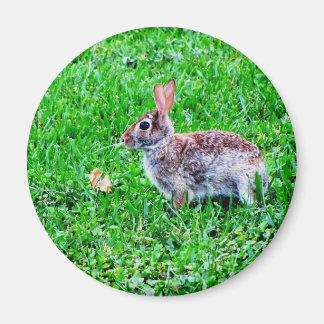 Onschuldige oogmagneet magneet