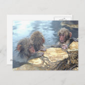 Onsen Monkeys Briefkaart (Voorkant / Achterkant)